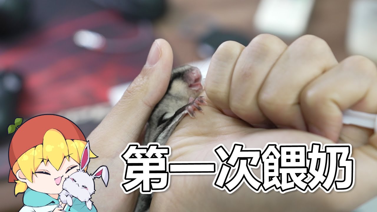 第一次餵小栗🌰「喝奶」 籠子空間再升級 💖│《蜜袋鼯觀察日記》