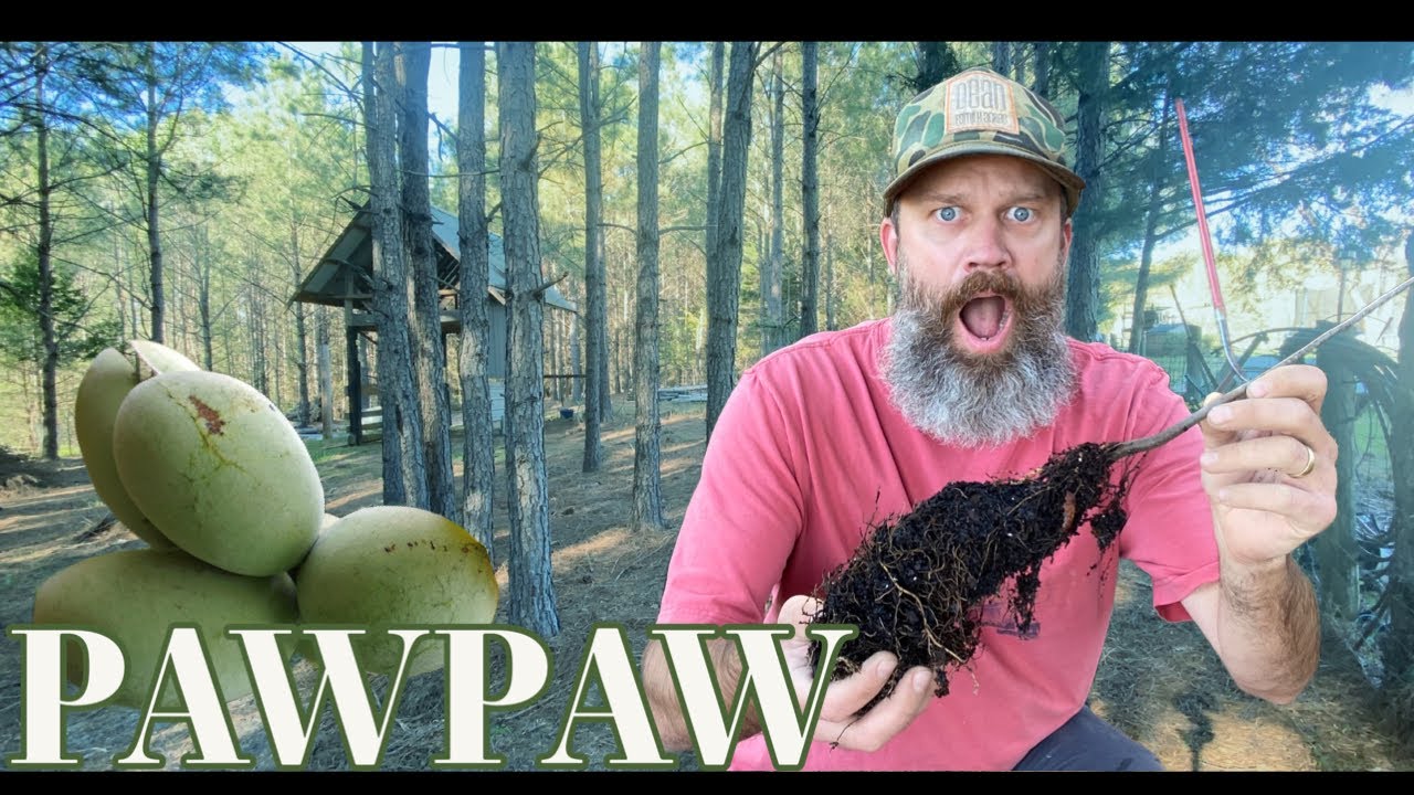 Planting PawPaw Trees - EP 206
