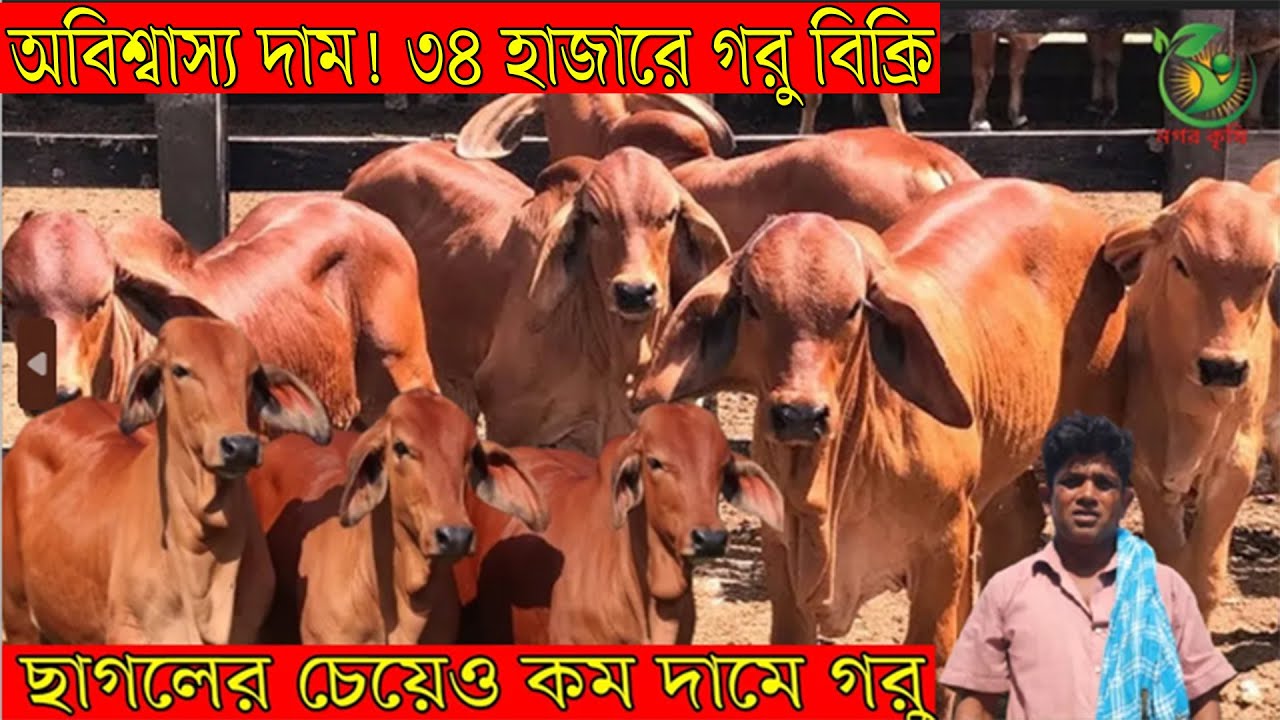 অবিশ্বাস্য দাম ৩৪ হাজারে গরু বিক্রি ! জাকির কাকার ছাগলের দামে ব্রাহমা শাহীওয়াল মুন্ডি গরু কিনুন