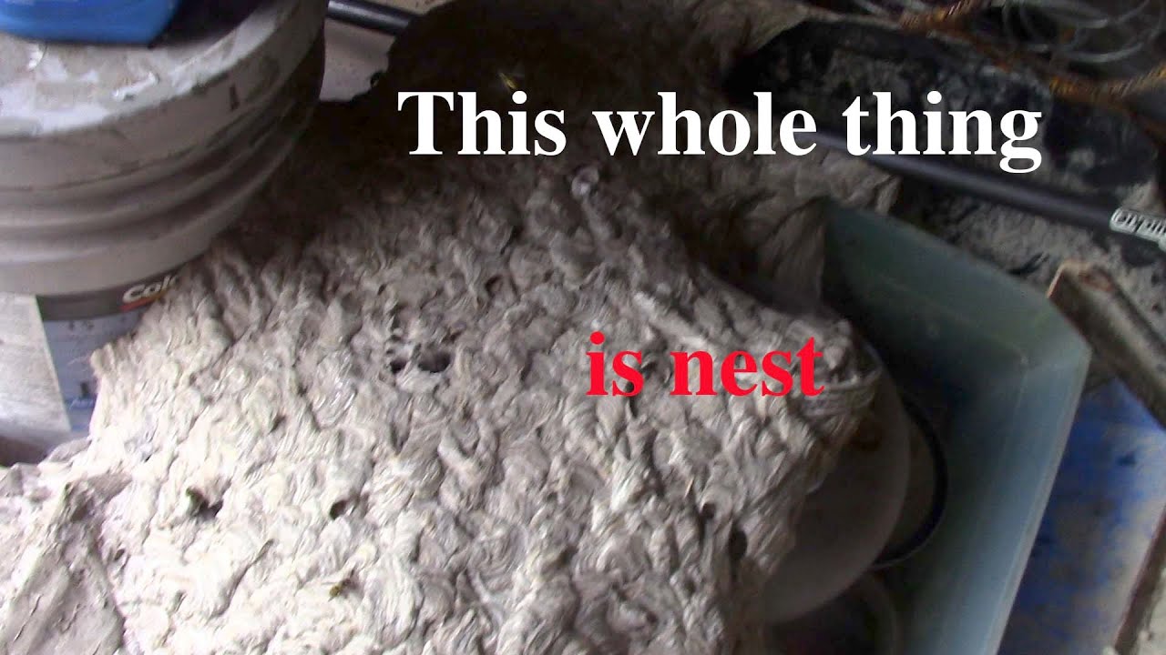 Massive yellow jacket wasp nest covers floor of shed
