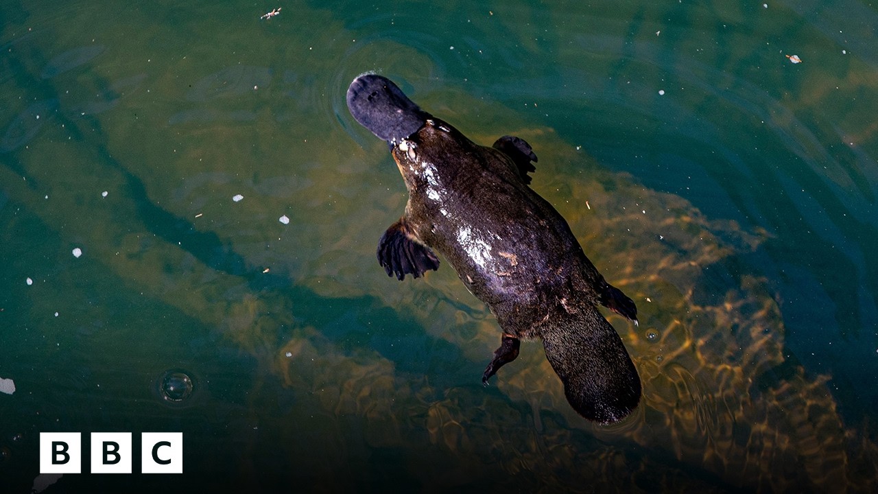 David Attenborough: How the platypus made us rethink evolution | BBC Global