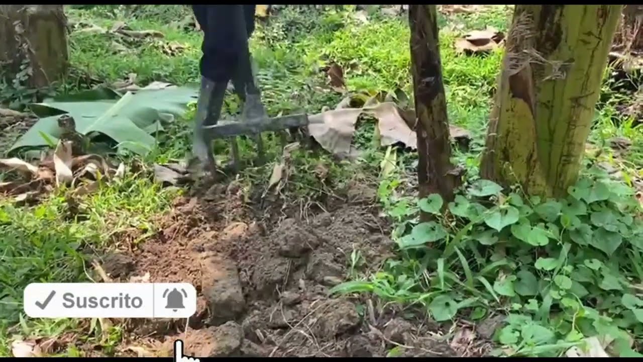 Cómo mejorar manualmente cultivo de plátano y banano con Hércules o Trinche
