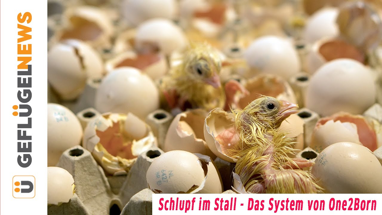 Schlupf im Stall - Mastk&uuml;kenstart mit One2Born - K&uuml;ken schl&uuml;pfen aus dem Ei