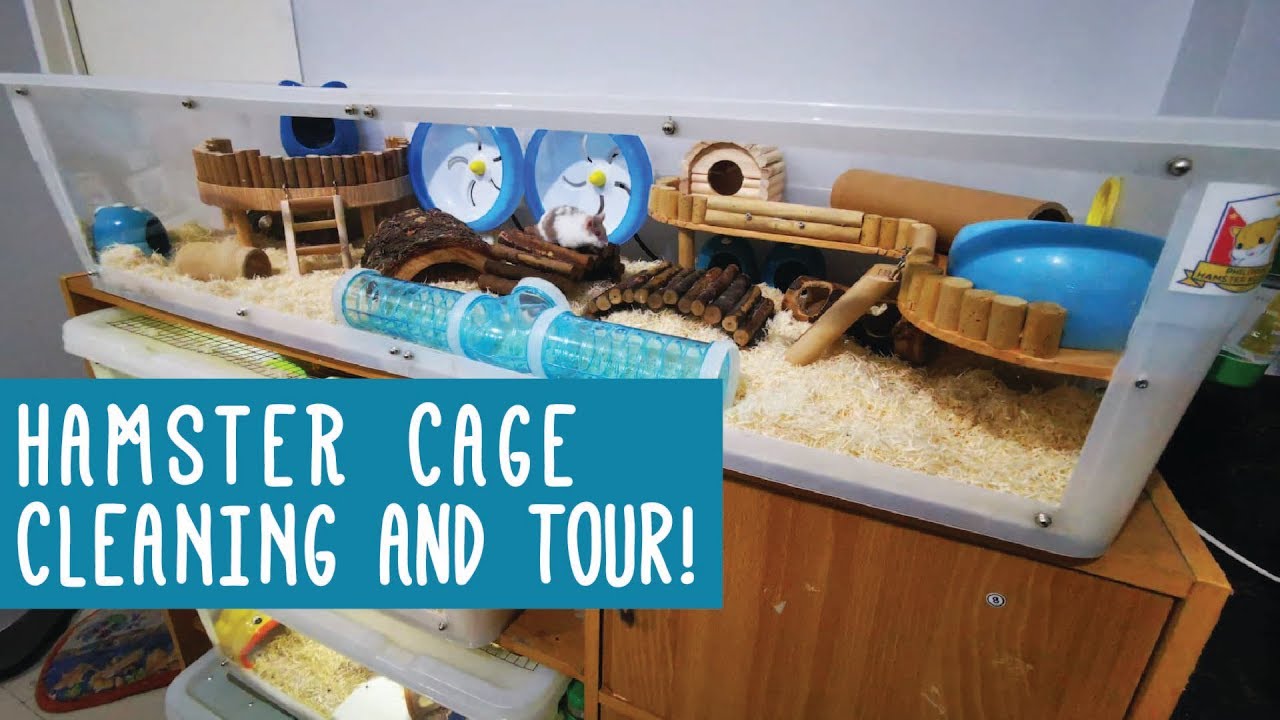 Hamster Cage Cleaning, Set up, and Tour | Frankenstein Bin Cage