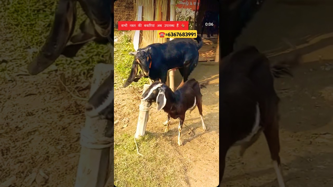 goat meeting | 2025 sacrificial goat | all breeds of goats available | 40-120 kg goat #shorts#goat#trending