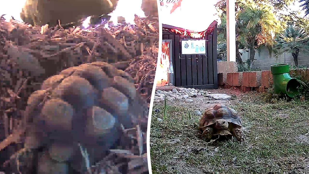 CCTV captured tortoise 'fleeing' from enclosure on fire | SWNS