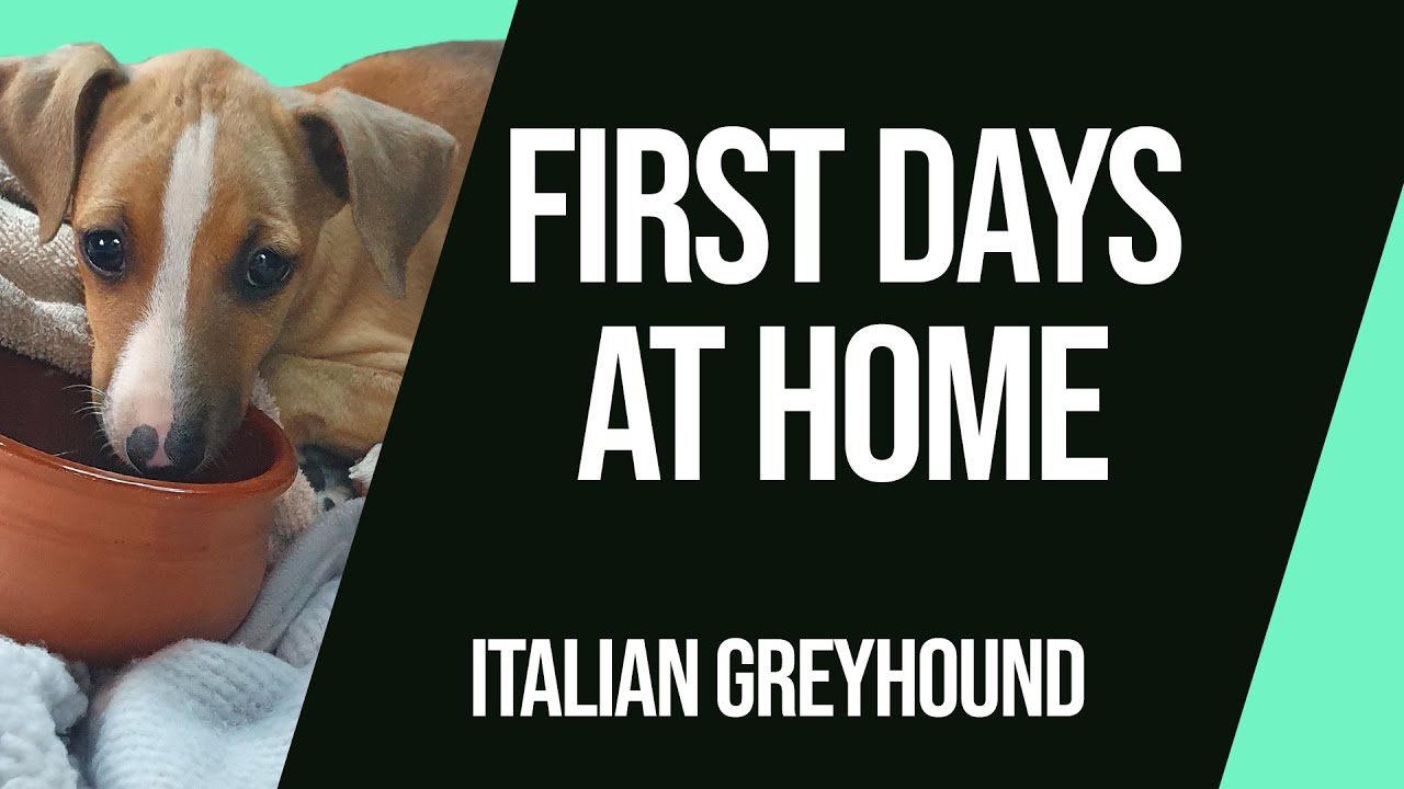 Italian Greyhound Puppy First Days at Home | Luigi the Iggy