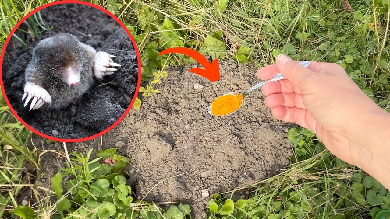 KRETY zniknęły z ogrodu, kiedy do kopców dałam TO