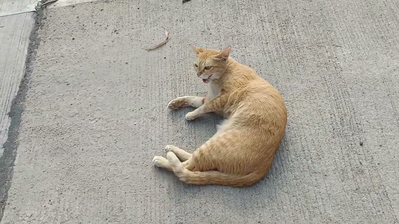 Our orange Khao Manee cat and the black ones are happily rolling around in the street. eow
