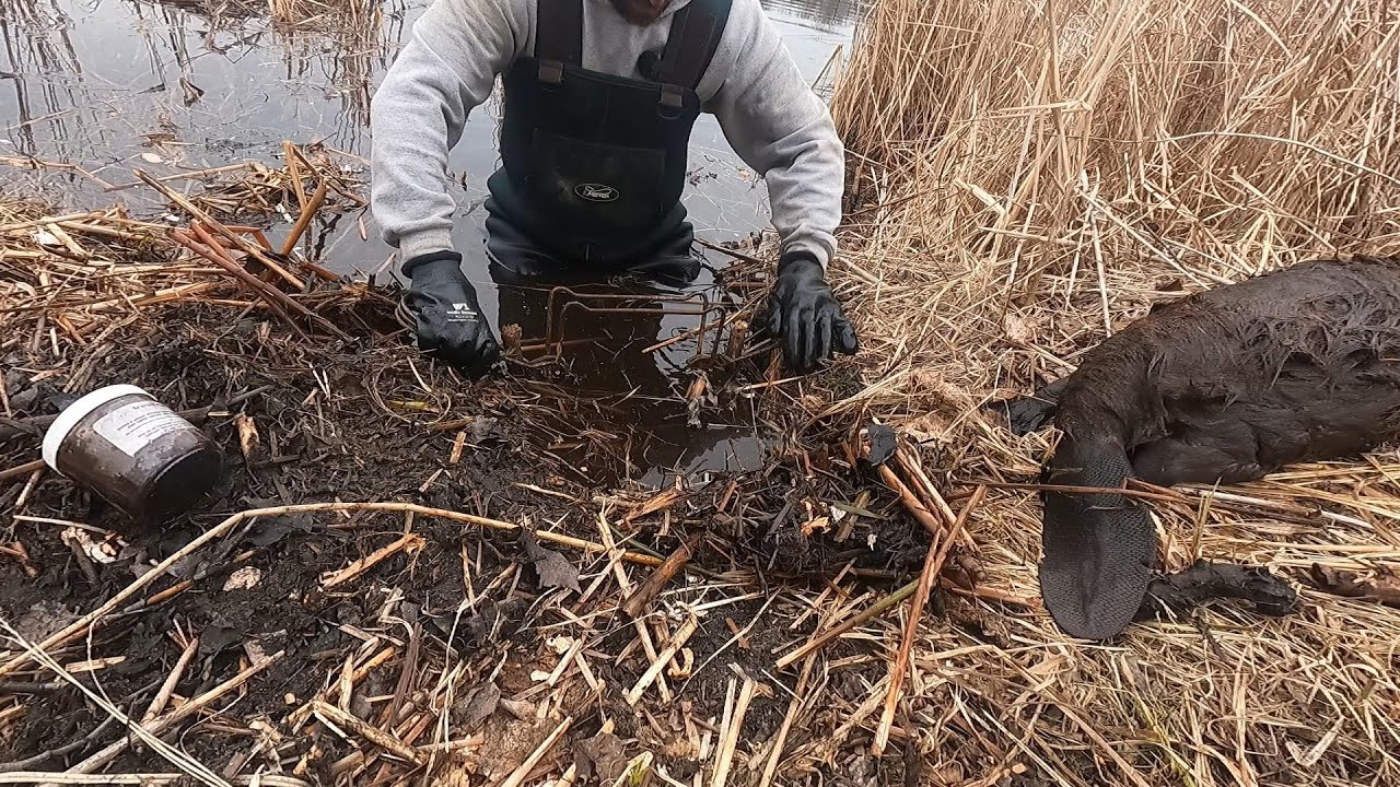 The Art Of The Castor Mound (Beaver Trapping)