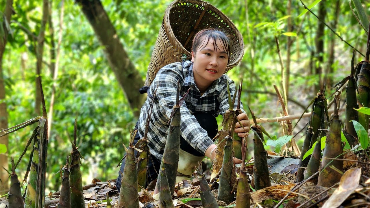The single mother harvests bamboo shoots one by one and sells them at the market | Lý Tiểu Vy
