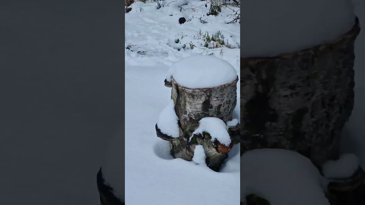 zwickauer mulde  komplett vereist.winter2026