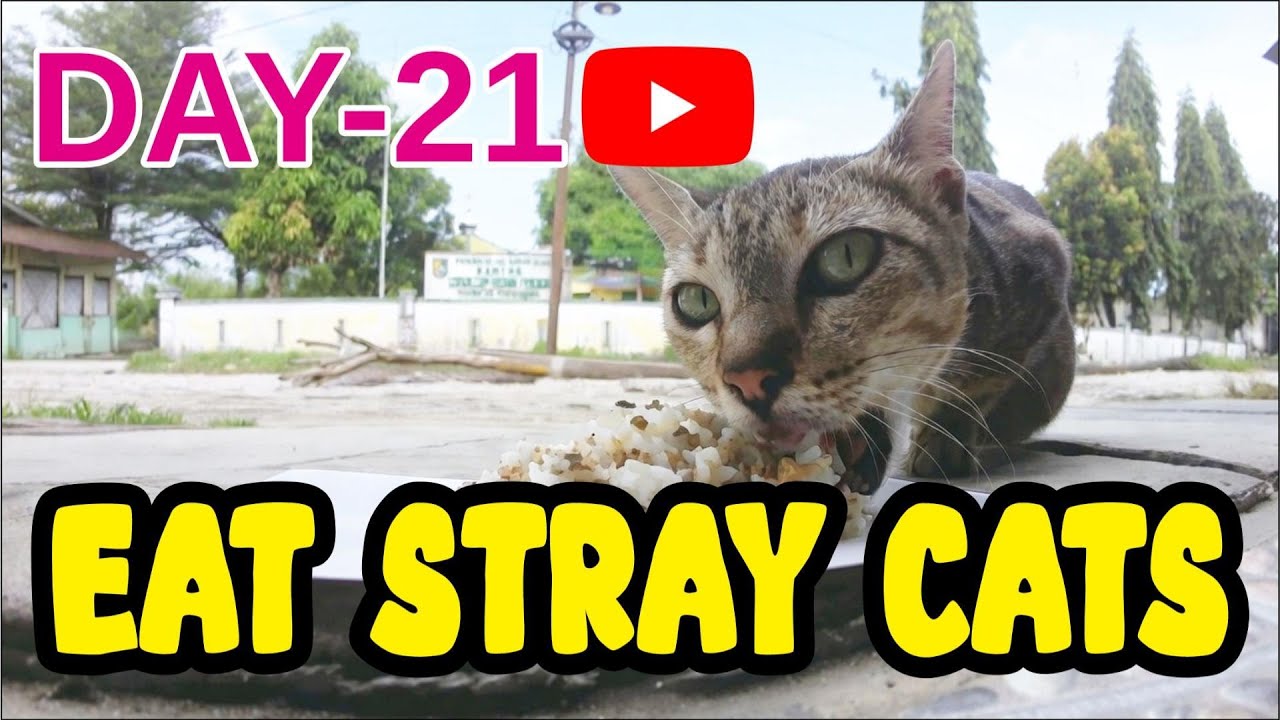 CAT ! EAT STRAY CATS – Day 21 