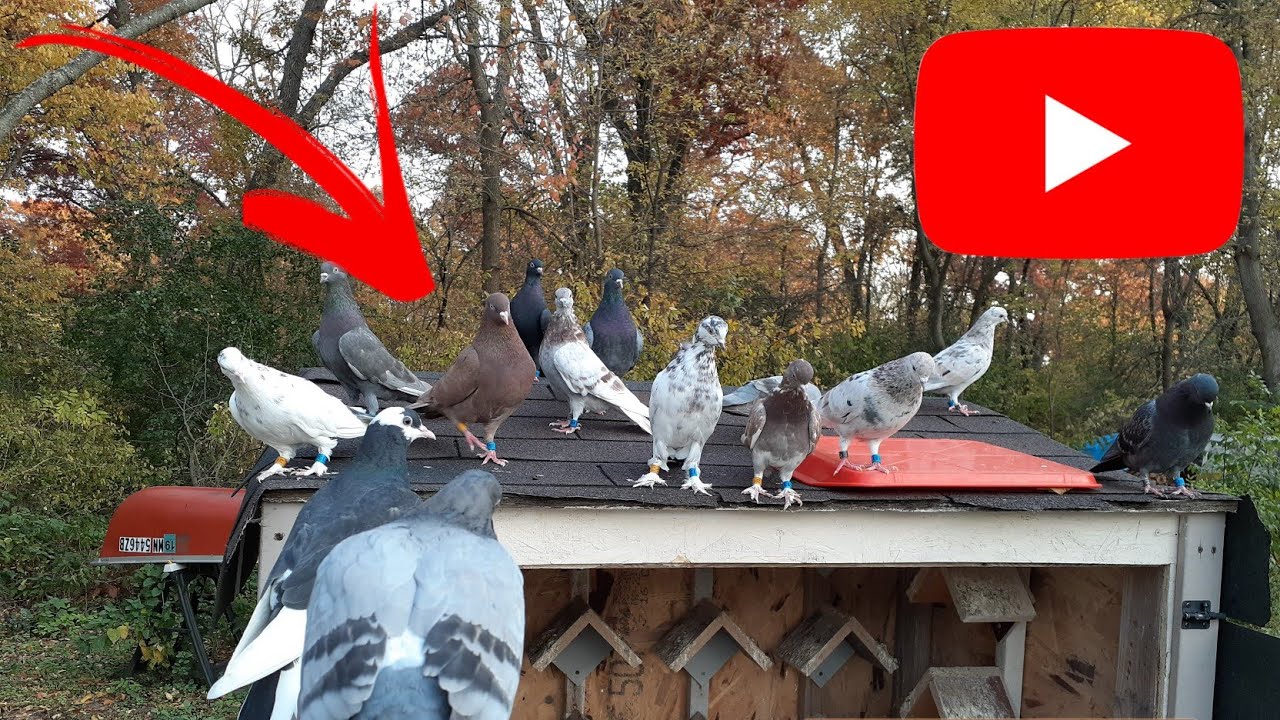 Roll Down Loft Back? (Birmingham Roller Pigeons)