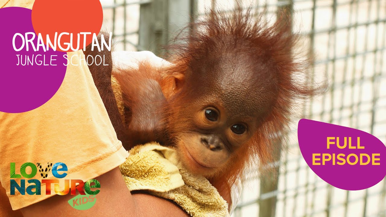 Flu Threat at School! 😷 | Orangutan Jungle School 208