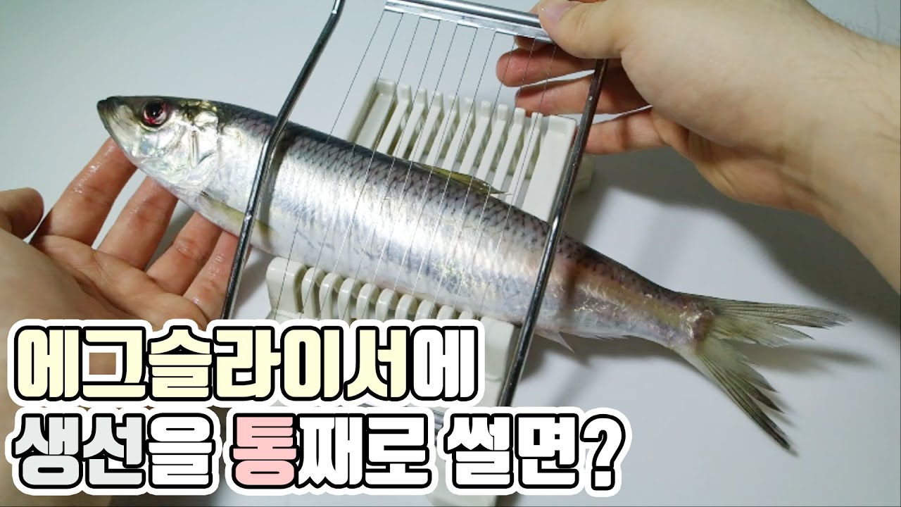 에그슬라이서에 생선을 통째로 썰어보았다! : 비썹Bssup