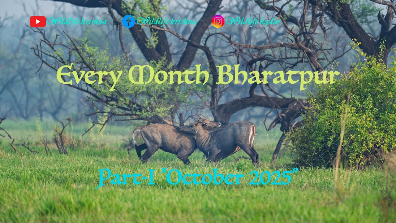 Bharatpur in October I Bharatpur by Cycle I Best Locations for Bird Photography at Bharatpur