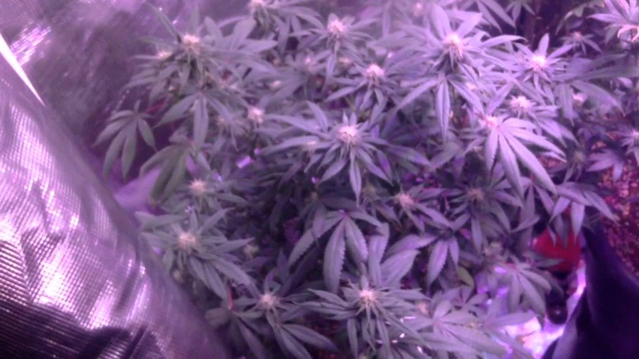 Vegamatrix Nutrients: Day 29 Flower Multi Strain Grow