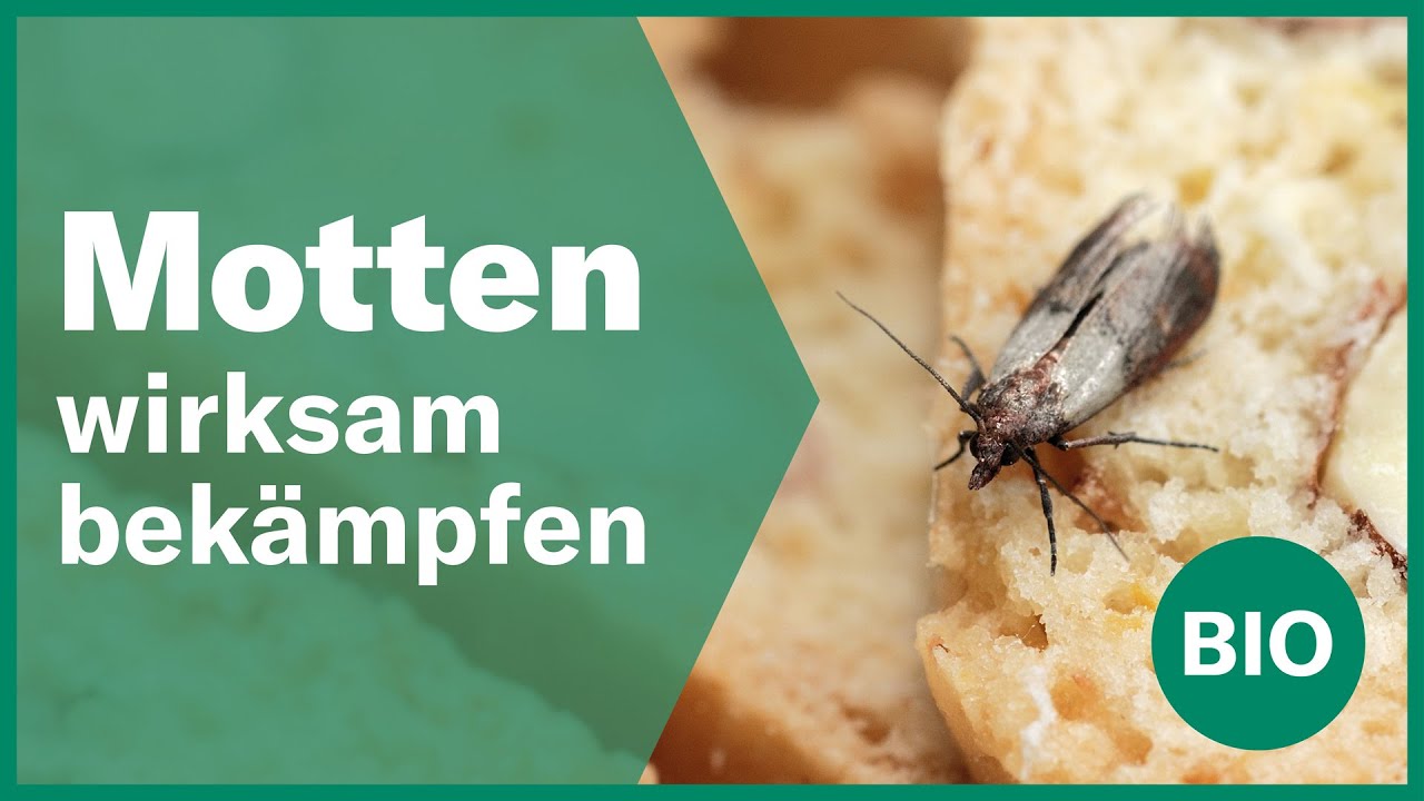 Schlupfwespen gegen Motten einsetzen | Andermatt Biogarten