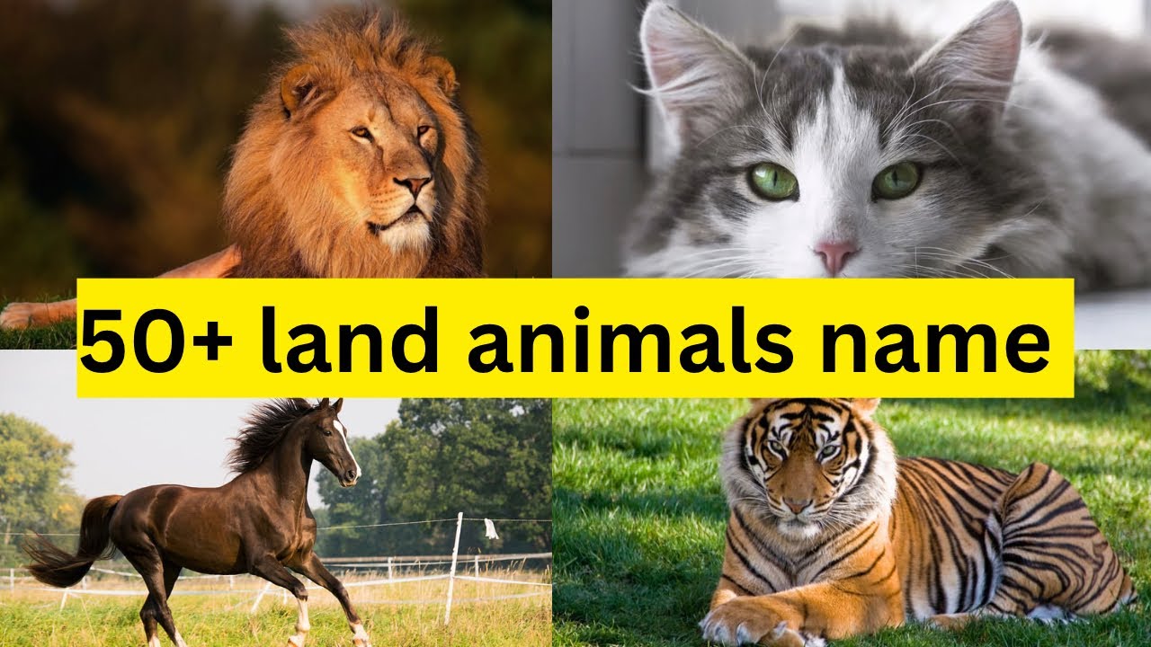 50+ land animals names for kids and toddlers | animals name learning video | 