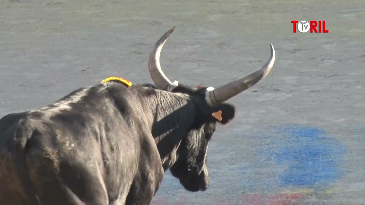 LUNEL (03/11/2024) - Finale Pescalune