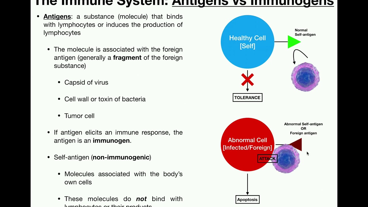 Anatomy | Positive & Negative Selection for Lymphocytes