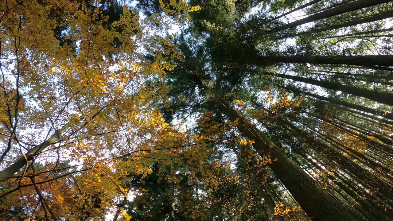09.11.2021 Trekking - Vallombrosa  Secchieta