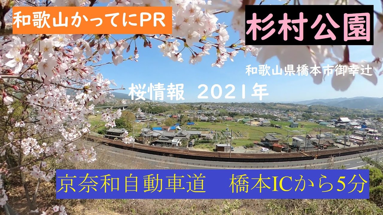 桜2021年【和歌山かってにＰＲ】第79回「杉村公園」2021年3月31日　ニュース速報　京奈和自動車道橋本ICから5分のお手軽花見　GoProMAX　大上敬史　Takashi.Oue