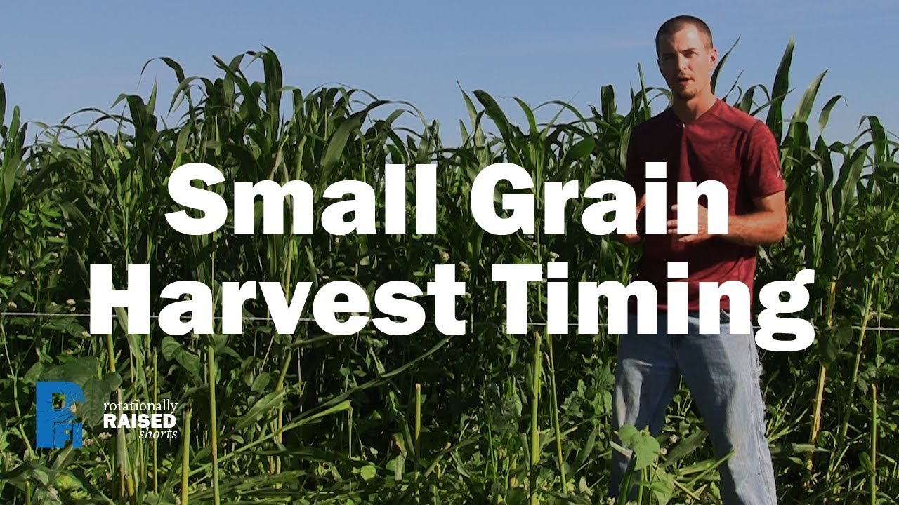 Small Grain Harvest Timing