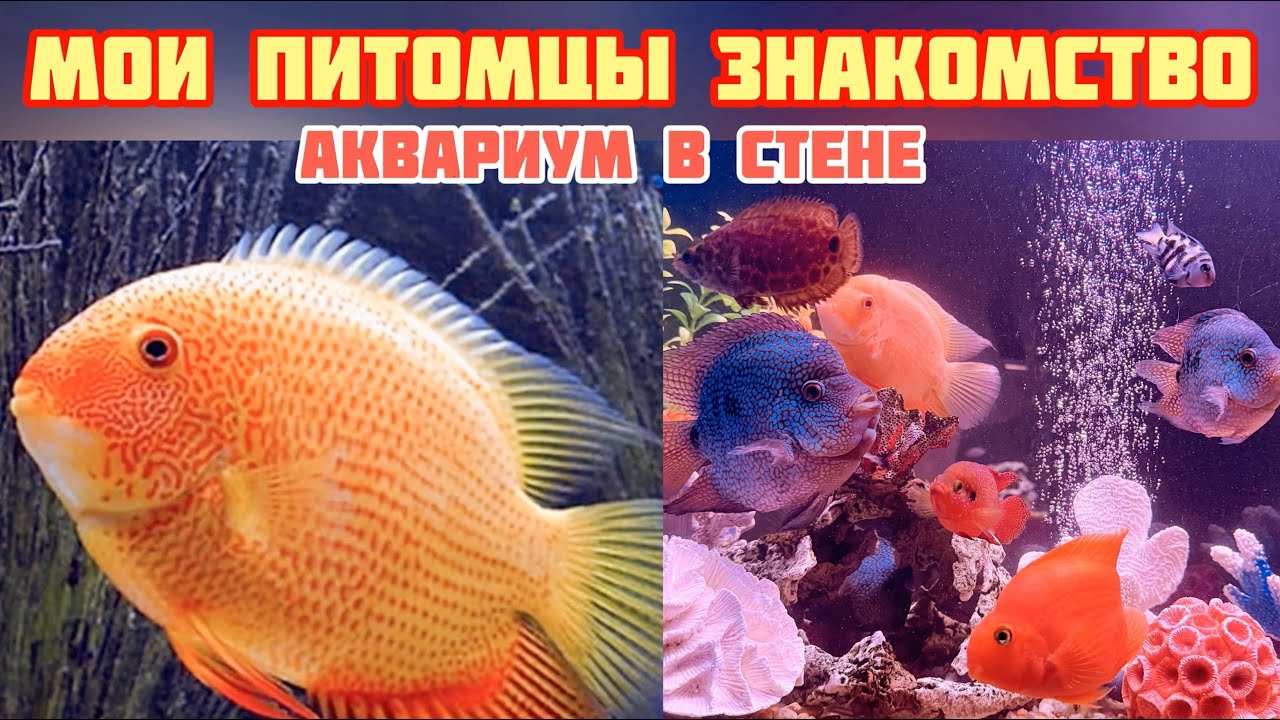 ПСЕВДОМОРЕ/ЗНАКОМСТВО/аквариум в стене/цихлиды/уход и содержание
