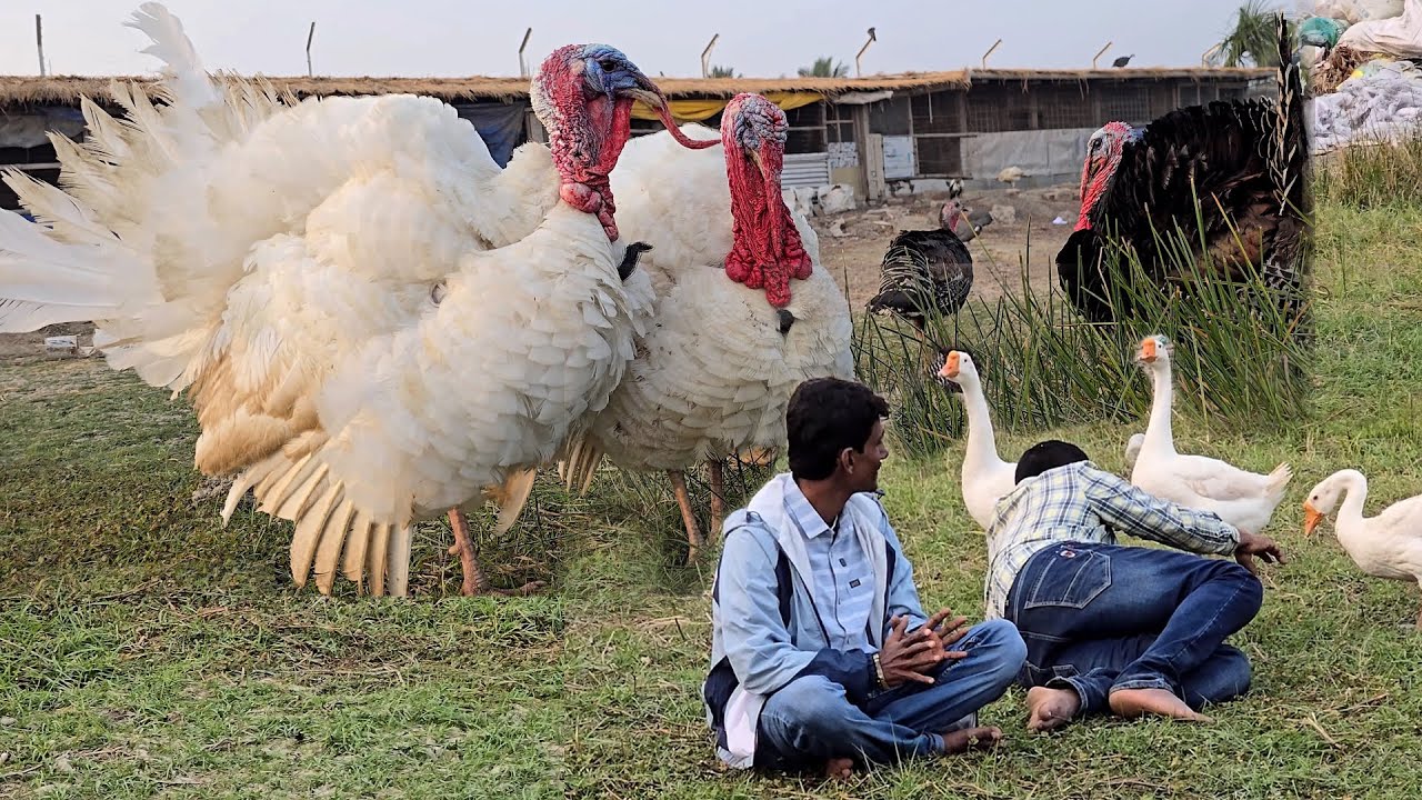 Pigeons And Other Birds Breeding Progress At Our New Farm.