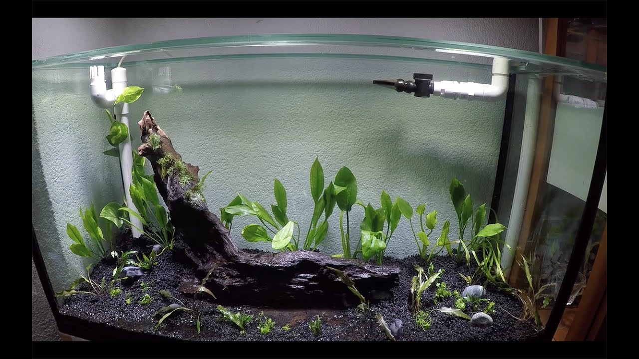 Acuario plantado||||||👍