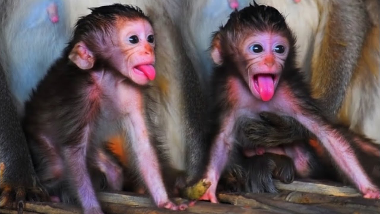Cute Baby Monkey Learning to Walk for the First Time