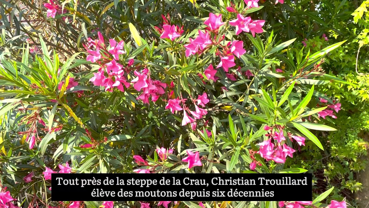 Christian Trouillard, berger-éleveur de moutons dans la Crau depuis 60 ans