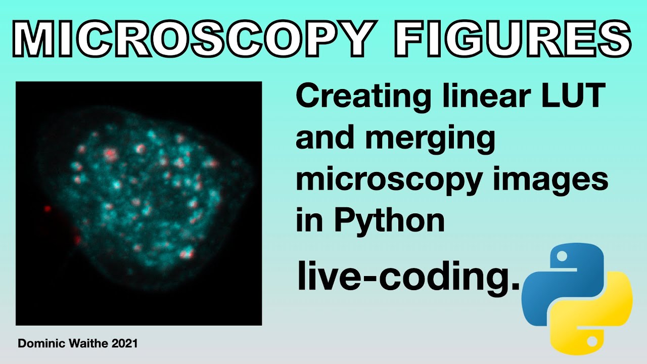 Microscopy Figures - live coding - Python - bioimage analysis