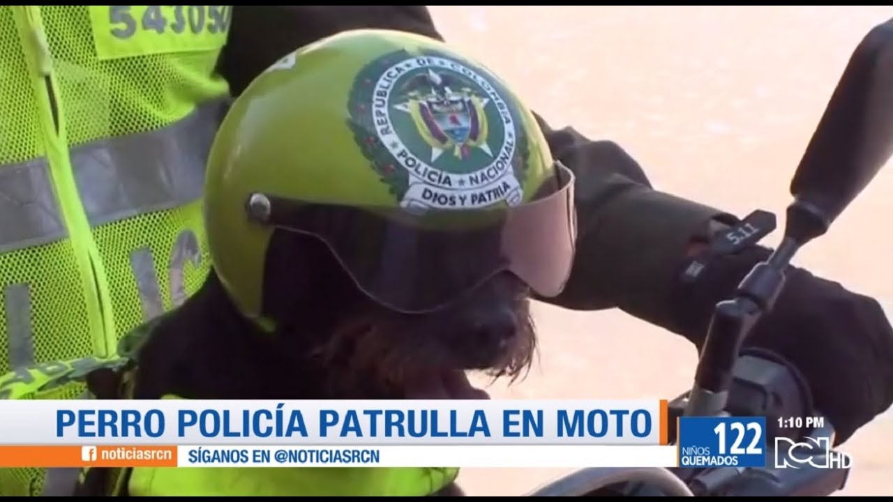 'Ñero', el perro policía que patrulla en moto y trabaja contra el uso de la pólvora