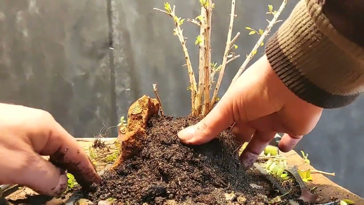 Lonicera nitida bonsai clump style auf einem Berg