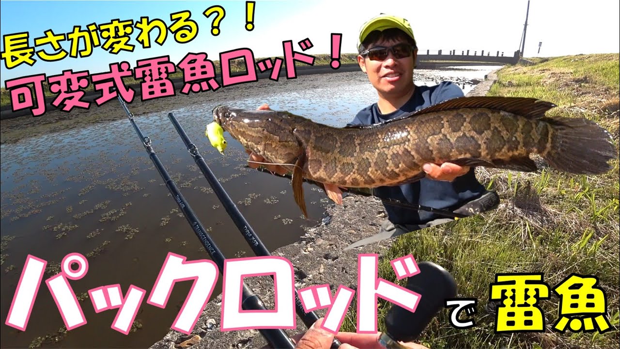 可変式パックロッドで雷魚を狙え！野池と水路でライギョ専用竿を試してみた！