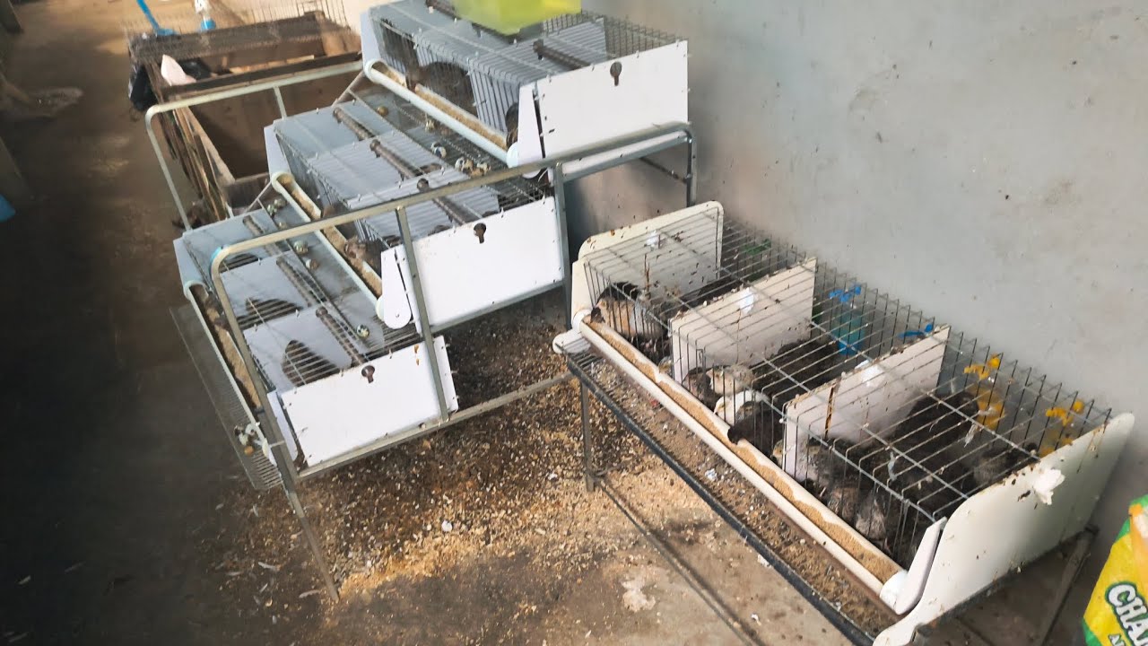minha Criação de Codornas um passo de cada vez!