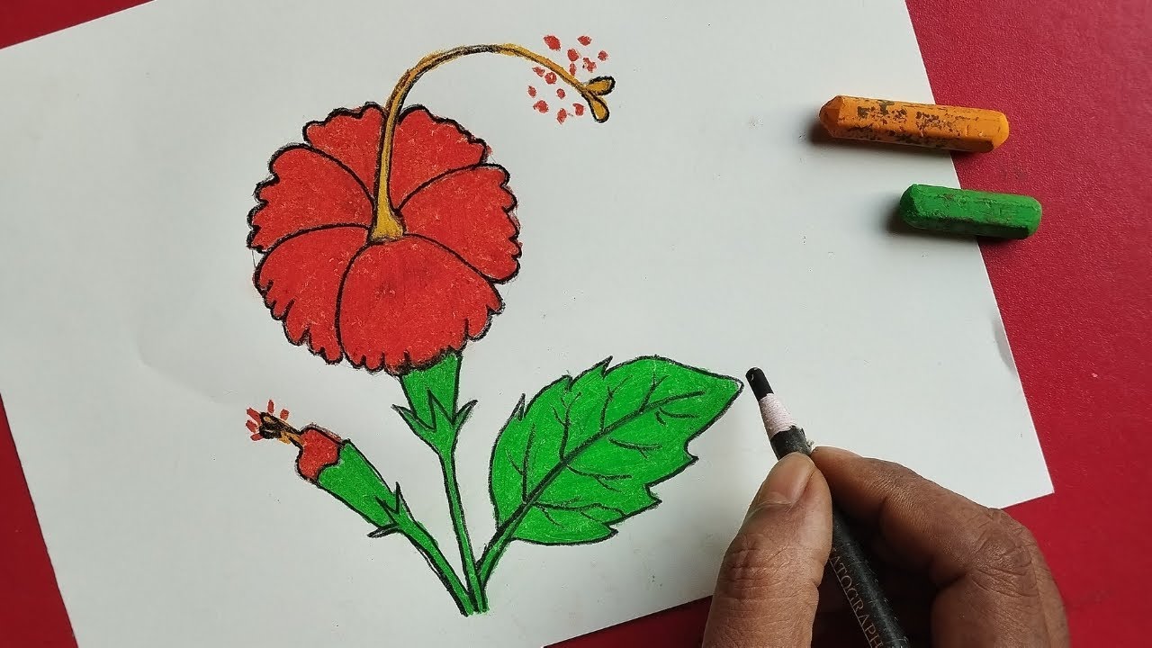 How to Draw a China Rose (Step by Step Tutorial)