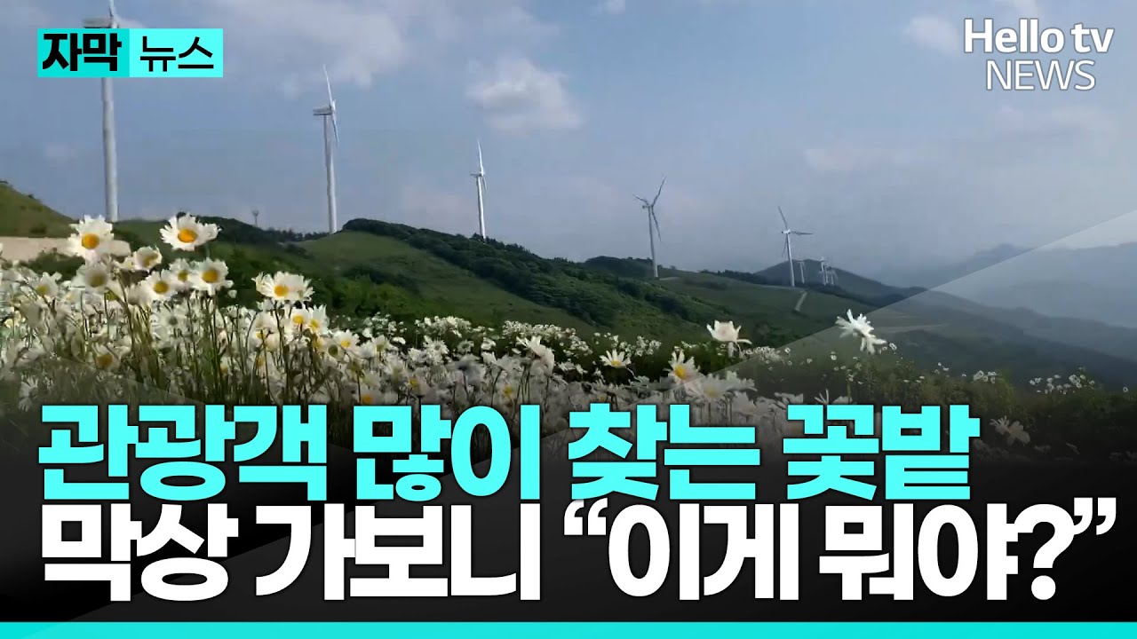 샤스타데이지로 유명한 육백마지기 꽃밭 놀러갔더니 '충격'ㅣ#자막뉴스 #헬로tv뉴스