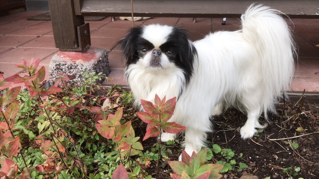 Dora the Japanese Chin 2018