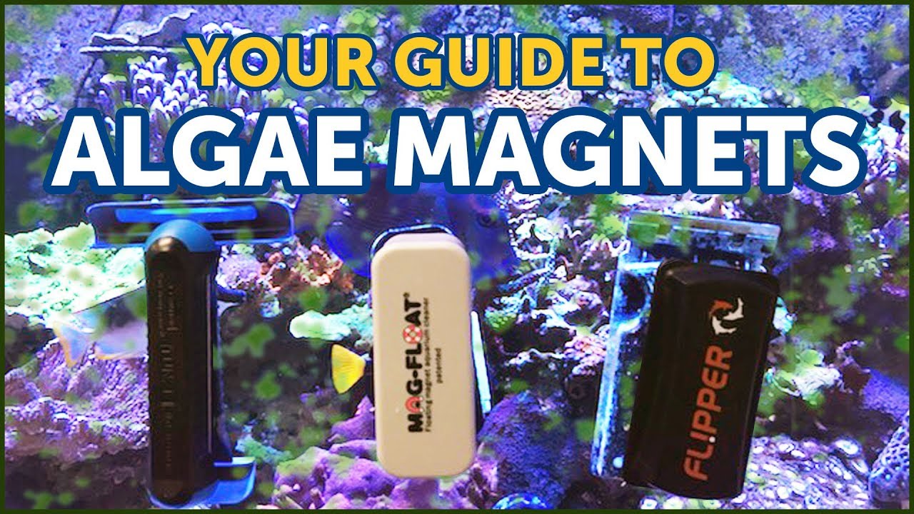The Best Magnetic Algae Cleaners And How to Choose The Right One For Your  Aquarium