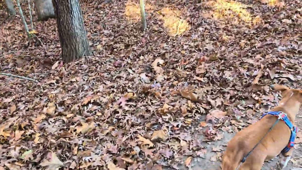 Leita Thompson Memorial Park | Peaceful Hike, Walk & Run  (레이타 톰슨 기념 공원, 로즈웰, 조지아 산책길)