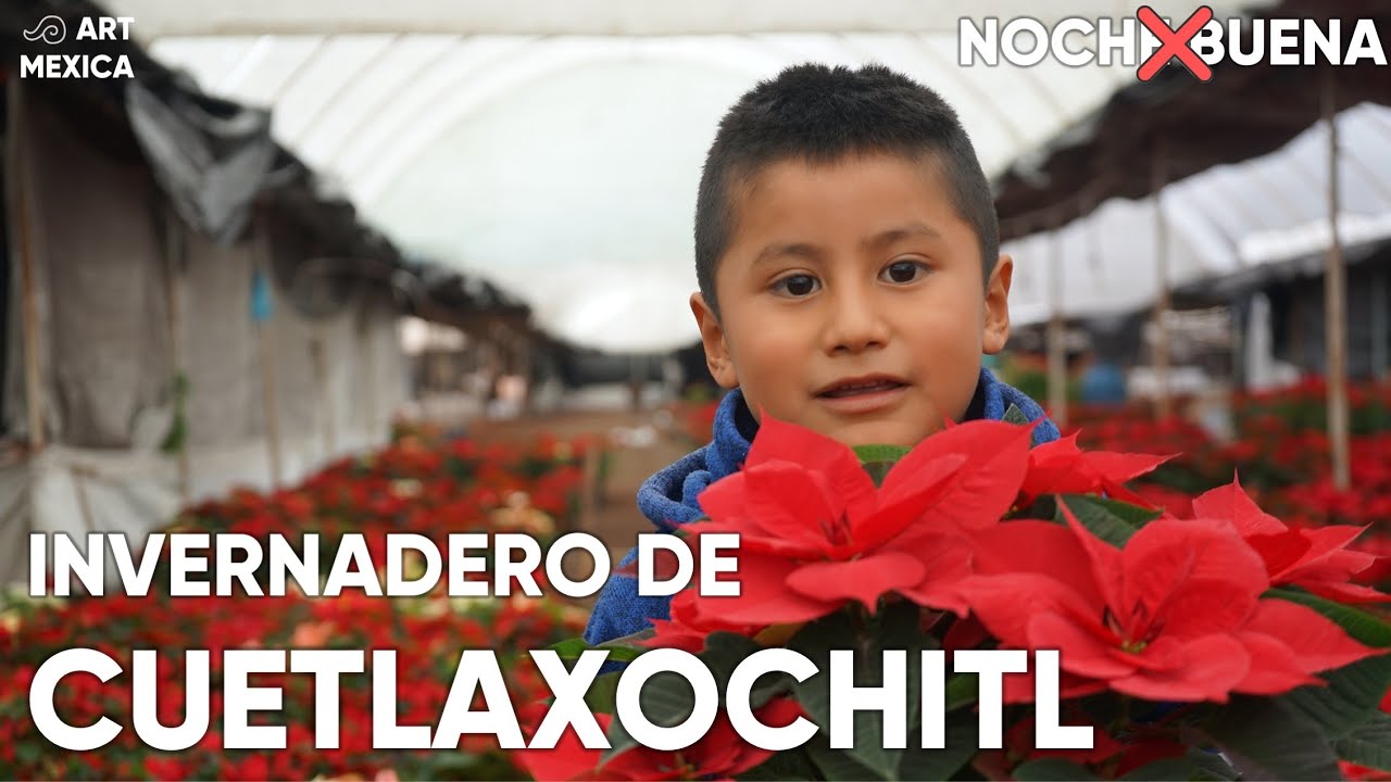 Conoce a la CUETLAXOCHITL (No NOCHE BUENA)