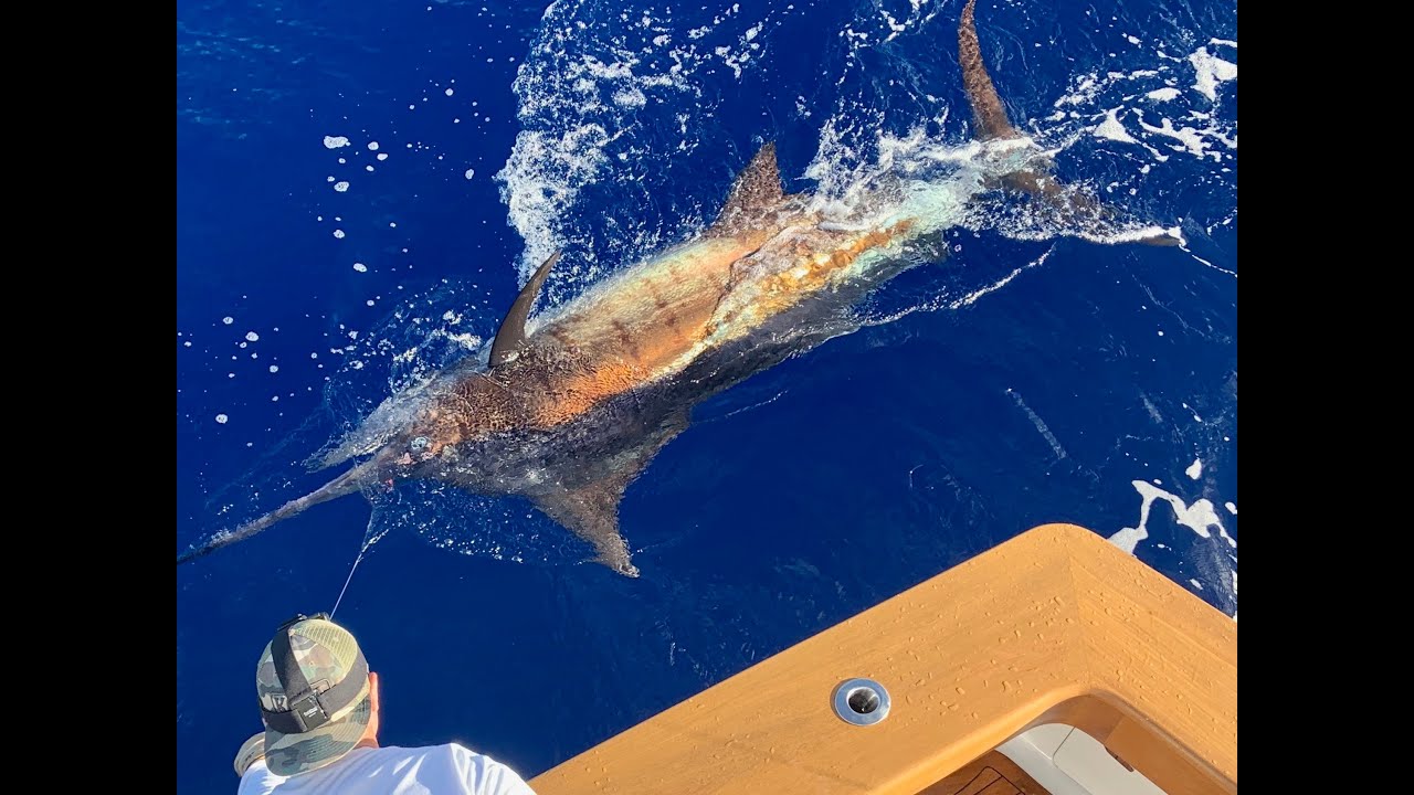 TANTRUM TV - Episode 004 - Dinner And A (600lb Blue Marlin) Show!