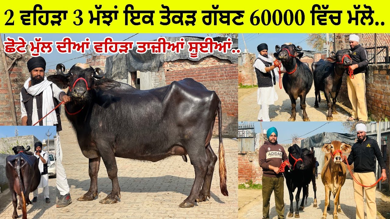 2 ਵਹਿੜਾ 3 ਮੱਝਾਂ ਸਸਤੇ ਰੇਟਾਂ ਤੇ ਇਕ ਤੋਕੜ ਗੱਬਣ ਮੱਝ 60000 ਵਿੱਚ/ ਪਿੰਡ ਚੋਹਲਾ ਸਾਹਿਬ/ਤਰਨਤਾਰਨ 