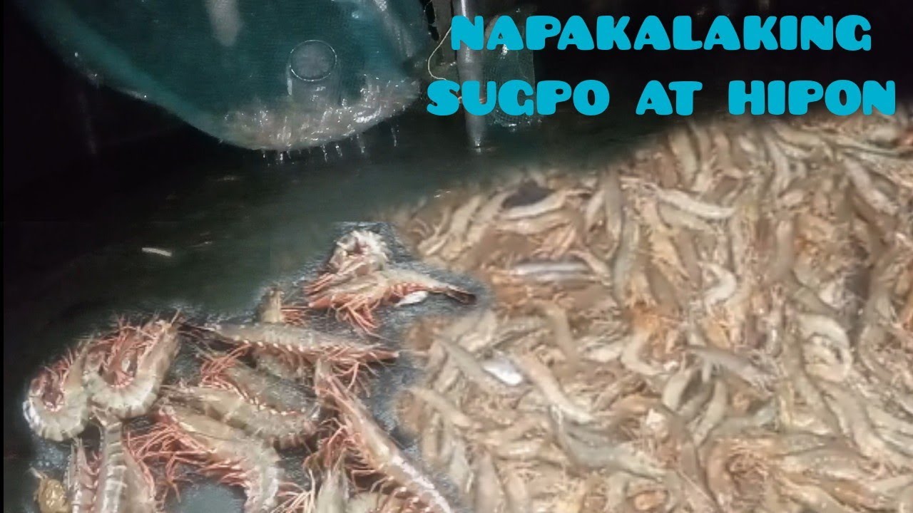 kaya pla di maubos ubos ang laman ng aming baklad  dahil ganito ang nang yari.catching prawn|shrimp
