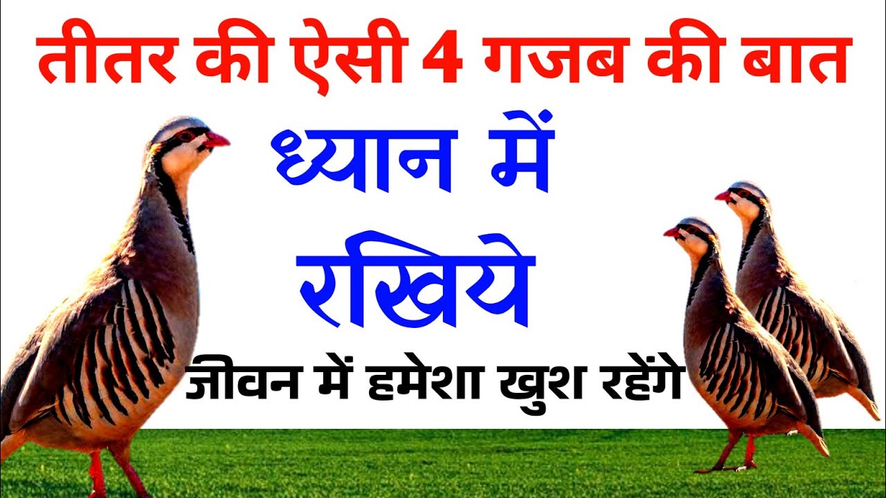 #तीतर की 8 बातें अपने बच्चों को बताओ, जीवन में खुश रहेंगे, किसी का असली चेहरा ऐसे पहचानो