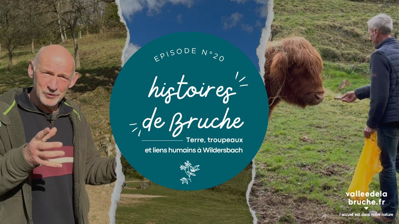 Histoires de Bruche, &eacute;pisode 20 : Terre, troupeaux et liens humains &agrave; Wildersbach